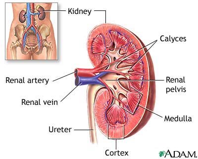 Location of the kidneys 